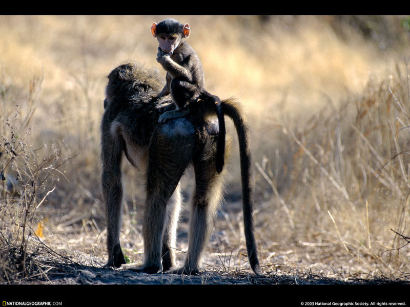 [National Geographic Wallpaper] Baboon (개코원숭이) -- Chacma baboon (Papio ursinus); DISPLAY FULL IMAGE.