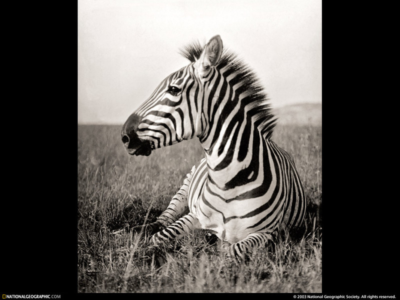 [National Geographic Wallpaper] Zebra (얼룩말); DISPLAY FULL IMAGE.