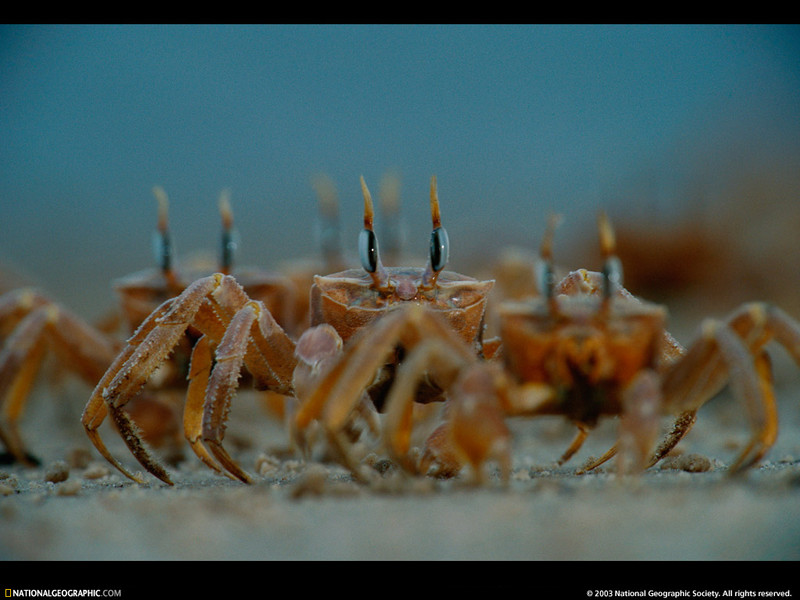 [National Geographic Wallpaper] Ghost Crab (달랑게); DISPLAY FULL IMAGE.
