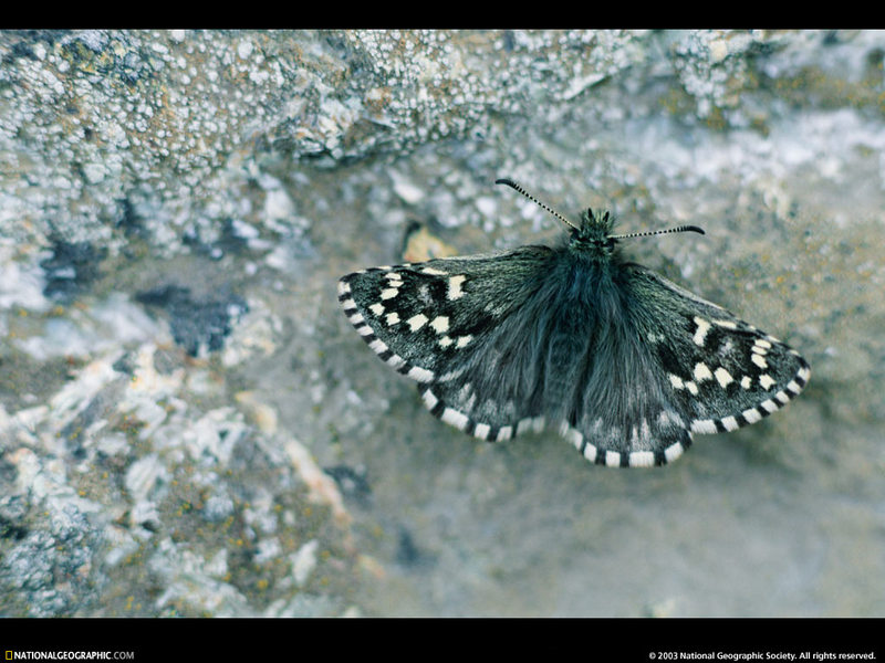 [National Geographic Wallpaper] Butterfly (캐나다의 팔랑나비류); DISPLAY FULL IMAGE.