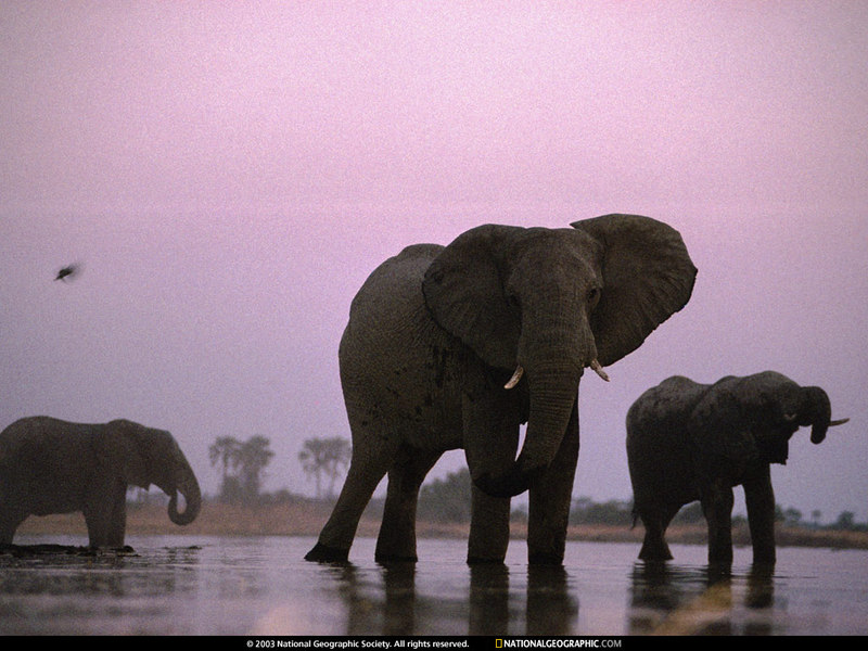 [National Geographic Wallpaper] African Elephant (아프리카코끼리); DISPLAY FULL IMAGE.