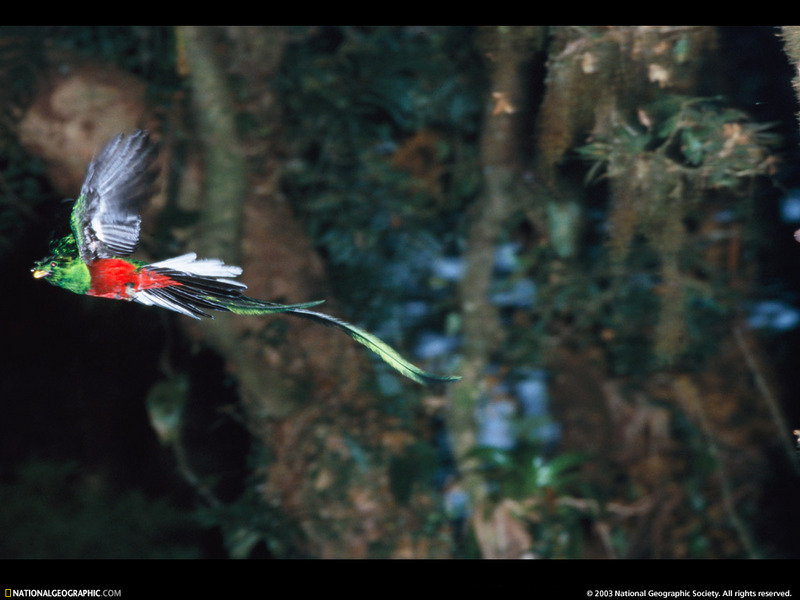 [National Geographic Wallpaper] Quetzal (퀘찰); DISPLAY FULL IMAGE.
