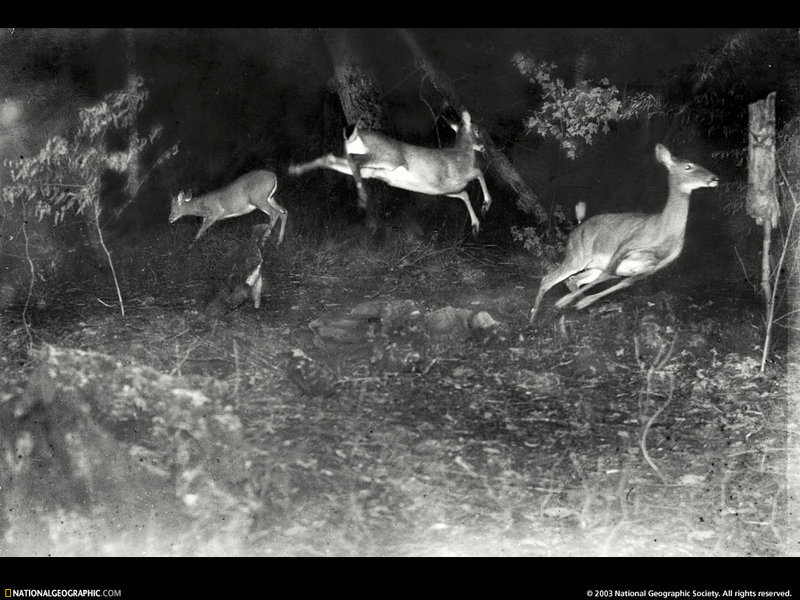 [National Geographic Wallpaper] Deer (놀란 사슴); DISPLAY FULL IMAGE.