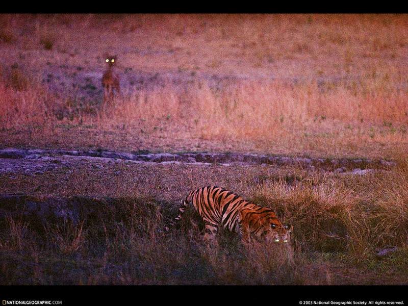 [National Geographic Wallpaper] Bengal Tiger (벵골호랑이); DISPLAY FULL IMAGE.