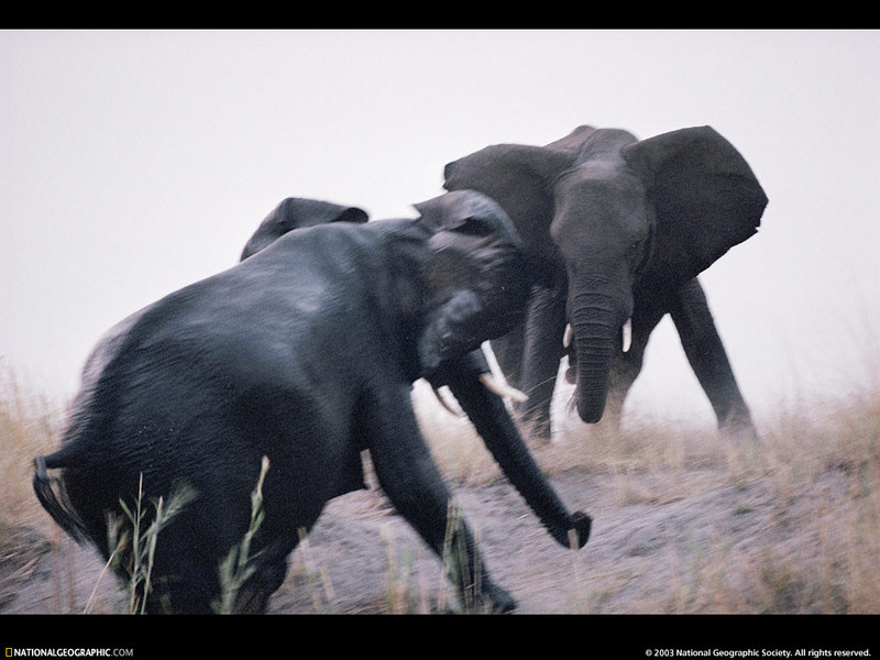 [National Geographic Wallpaper] African Elephant (대결하는 아프리카코끼리); DISPLAY FULL IMAGE.
