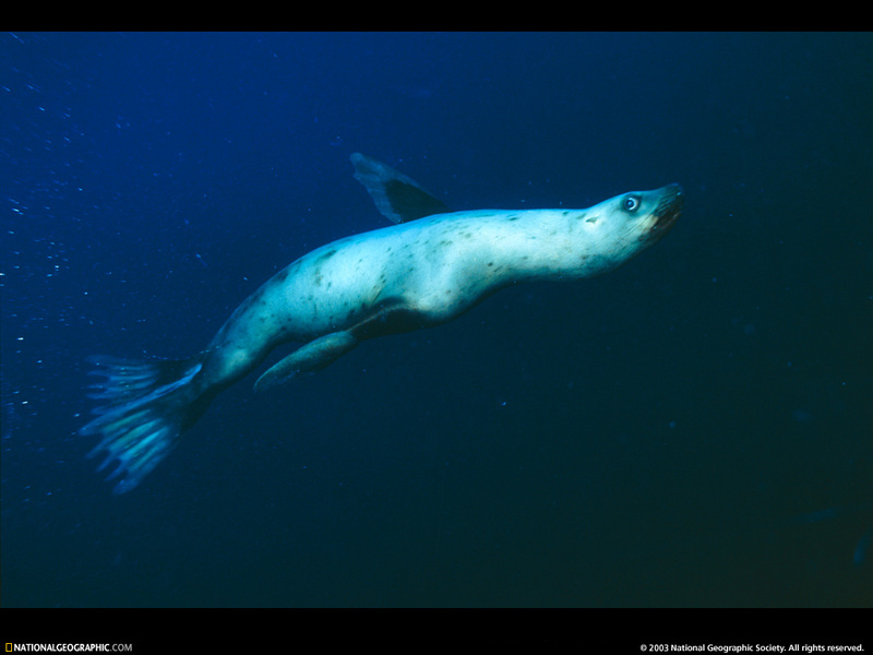 [National Geographic Wallpaper] Steller Sea Lion (큰바다사자); DISPLAY FULL IMAGE.