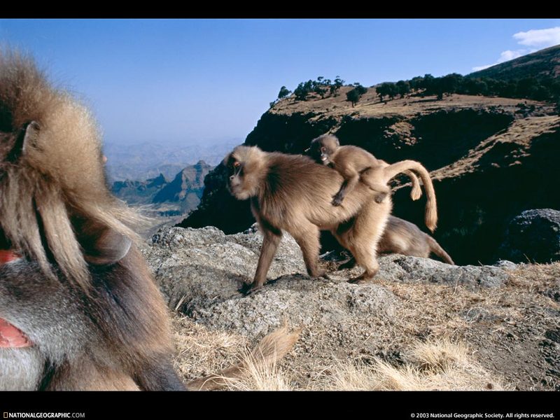 [National Geographic Wallpaper] Baboon (개코원숭이); DISPLAY FULL IMAGE.
