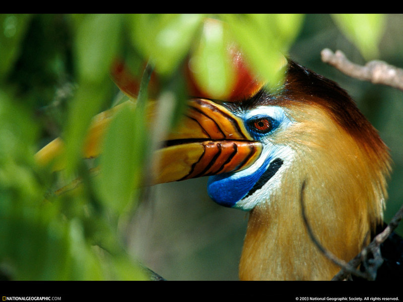 [National Geographic Wallpaper] Red-knobbed Hornbill (혹코뿔새); DISPLAY FULL IMAGE.