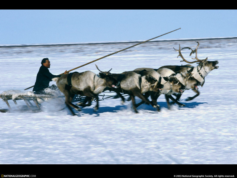 [National Geographic Wallpaper] Reindeer Sled Race (순록썰매경주); DISPLAY FULL IMAGE.