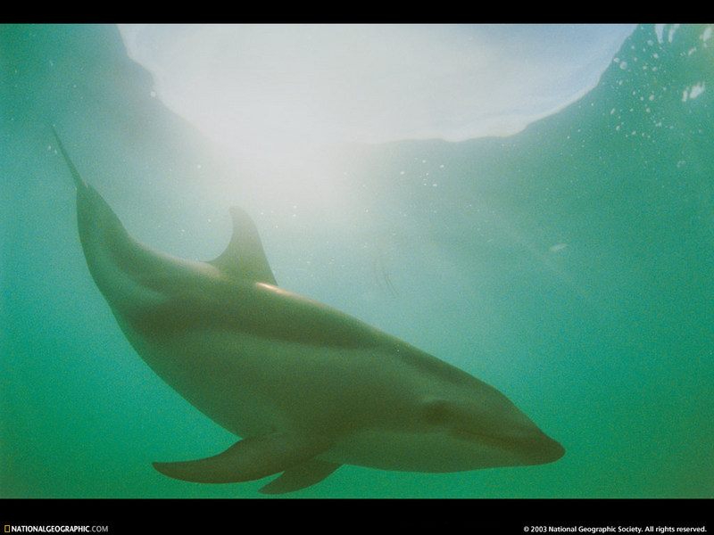 [National Geographic Wallpaper] Dusky Dolphin (남방낫돌고래); DISPLAY FULL IMAGE.