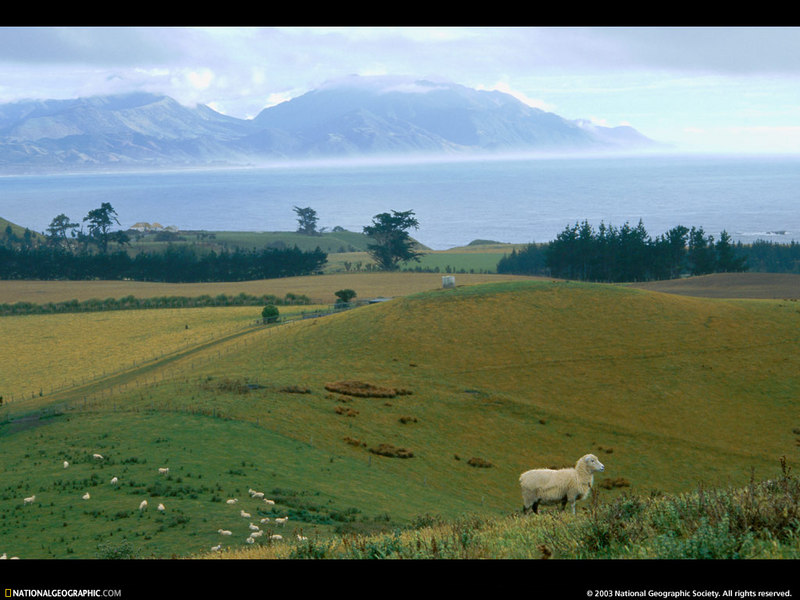 [National Geographic Wallpaper] Sheep (뉴질랜드 면양); DISPLAY FULL IMAGE.