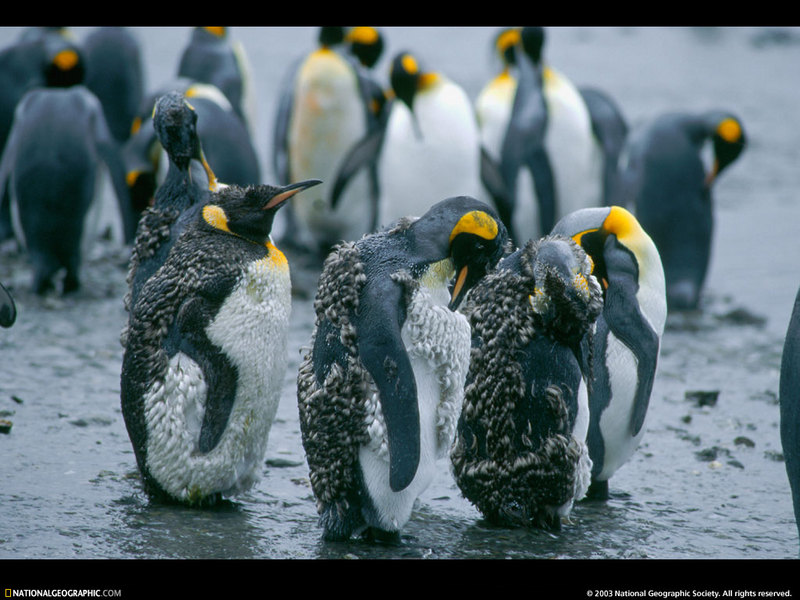 [National Geographic Wallpaper] King Penguin (임금펭귄); DISPLAY FULL IMAGE.