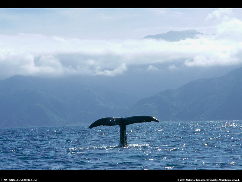 [National Geographic Wallpaper] Whale tail (고래 꼬리); DISPLAY FULL IMAGE.