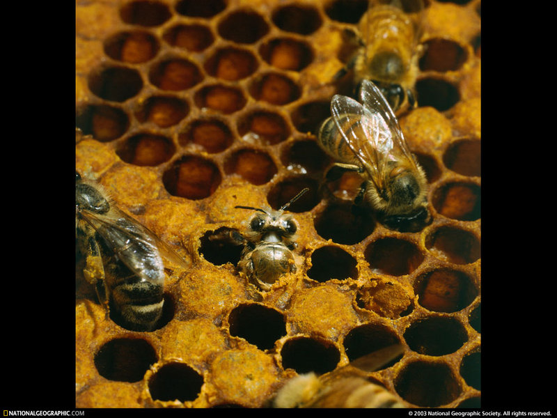 [National Geographic Wallpaper] Honeybee (꿀벌); DISPLAY FULL IMAGE.