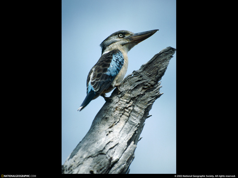 [National Geographic Wallpaper] Blue-winged Kookaburra (푸른죽지웃음물총새); DISPLAY FULL IMAGE.