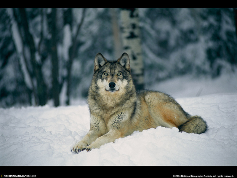 [National Geographic Wallpaper] Gray Wolf (회색늑대); DISPLAY FULL IMAGE.