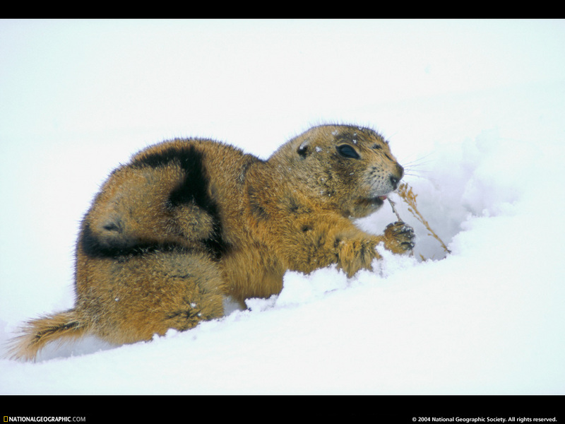 [National Geographic Wallpaper] Utah Prairie Dog (유타개쥐); DISPLAY FULL IMAGE.