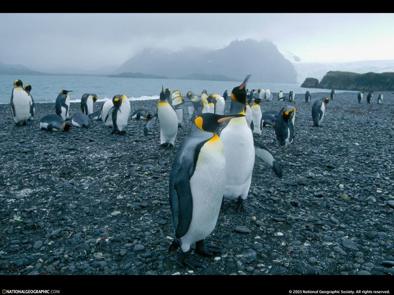 [National Geographic Wallpaper] King Penguin (임금펭귄); DISPLAY FULL IMAGE.