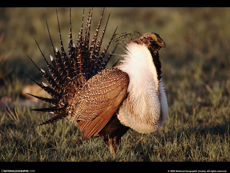 [National Geographic Wallpaper] Attwater's Prairie-Chicken (애트워터큰초원뇌조); DISPLAY FULL IMAGE.