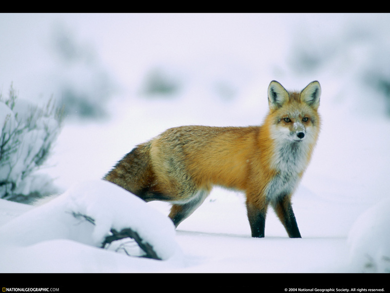 [National Geographic Wallpaper] Red Fox (붉은여우); DISPLAY FULL IMAGE.