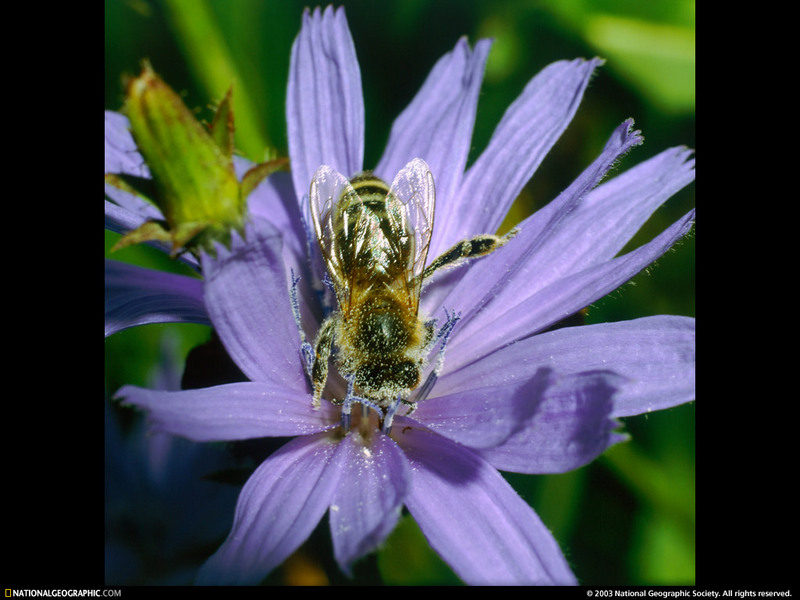 [National Geographic Wallpaper] Western Honeybee (꿀벌); DISPLAY FULL IMAGE.