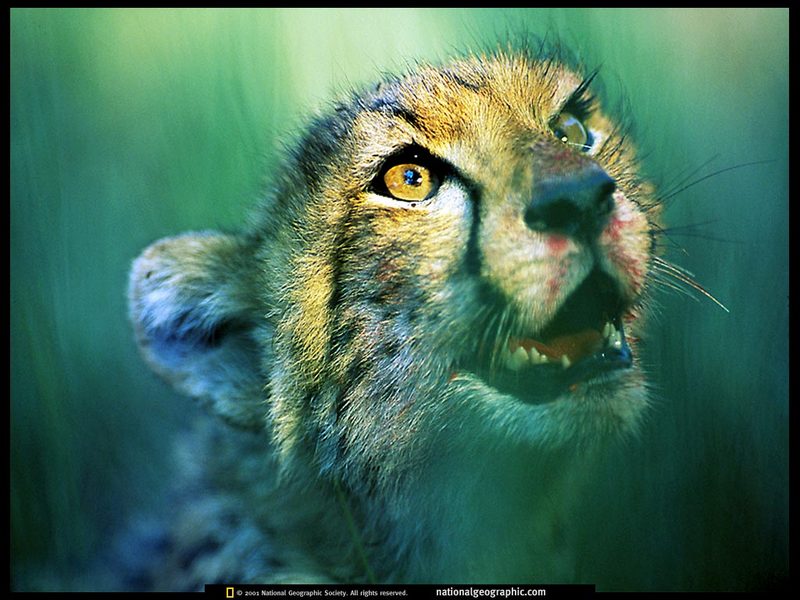 [National Geographic Wallpaper] Cheetah cub (어린 치타); DISPLAY FULL IMAGE.