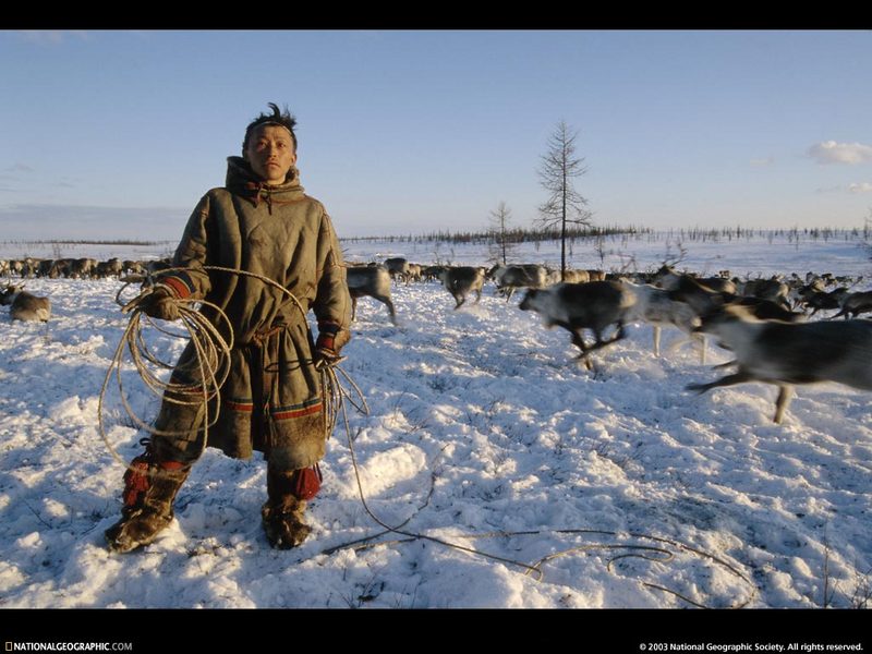 [National Geographic Wallpaper] Caribou Farm (시베리아 순록목장); DISPLAY FULL IMAGE.