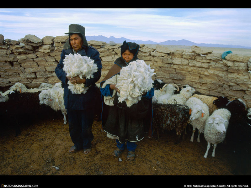 [National Geographic Wallpaper] Sheep herd (볼리비아의 양떼); DISPLAY FULL IMAGE.
