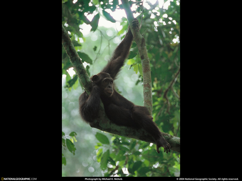 [National Geographic Wallpaper] Chimpanzee (침팬지); DISPLAY FULL IMAGE.