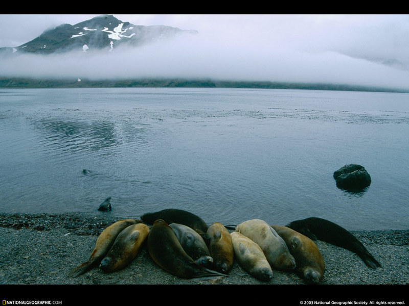 [National Geographic Wallpaper] Southern Elephant Seal (남방코끼리물범); DISPLAY FULL IMAGE.