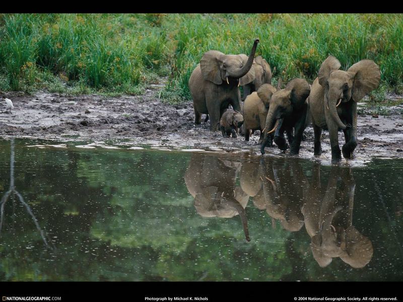 [National Geographic Wallpaper] African Forest Elephant (아프리카코끼리); DISPLAY FULL IMAGE.