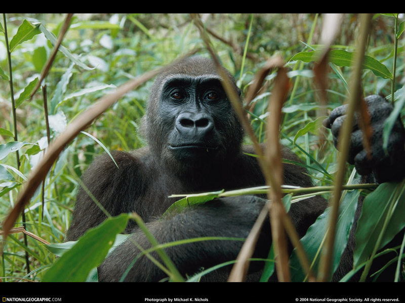 [National Geographic Wallpaper] Gorilla (고릴라); DISPLAY FULL IMAGE.