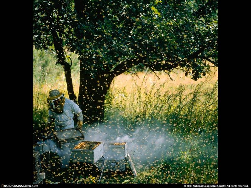 [National Geographic Wallpaper] Beekeeper (꿀따는 벌치기); DISPLAY FULL IMAGE.