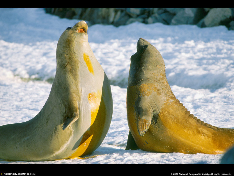 [National Geographic Wallpaper] Southern Elephant Seal (남방코끼리물범); DISPLAY FULL IMAGE.