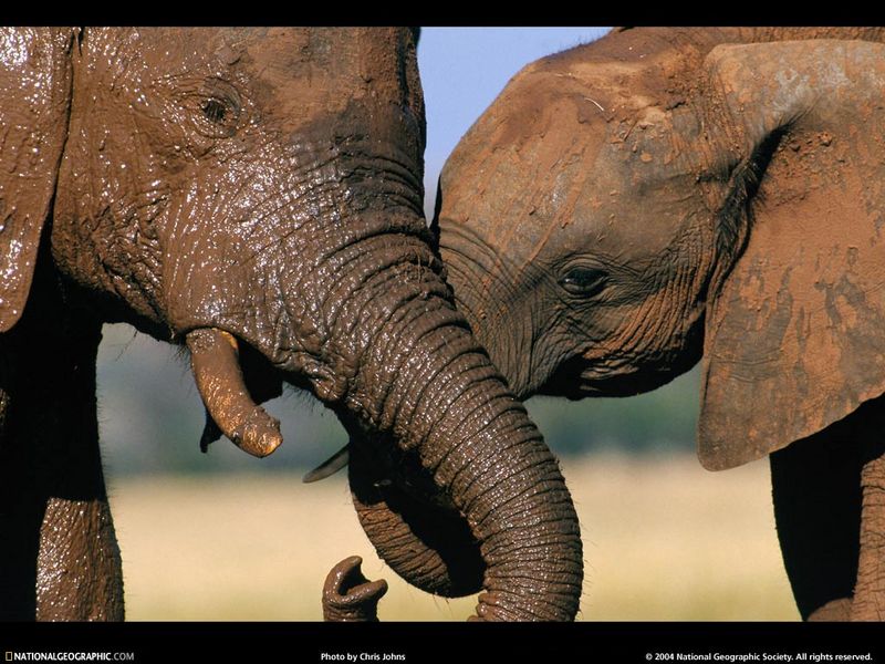 [National Geographic Wallpaper] African Elephant (아프리카코끼리); DISPLAY FULL IMAGE.