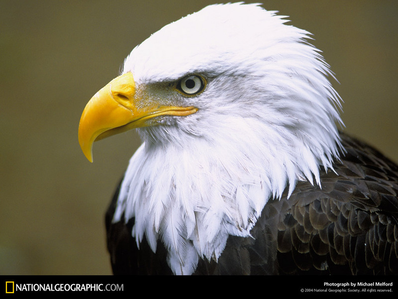 [National Geographic Wallpaper] Bald Eagle (흰머리수리); DISPLAY FULL IMAGE.