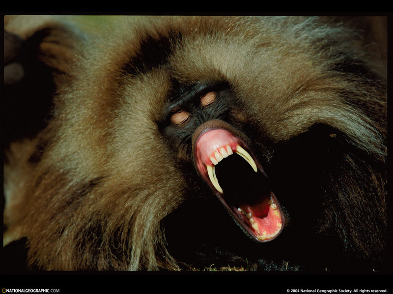 [National Geographic Wallpaper] Gelada Baboon (겔라다개코원숭이); DISPLAY FULL IMAGE.