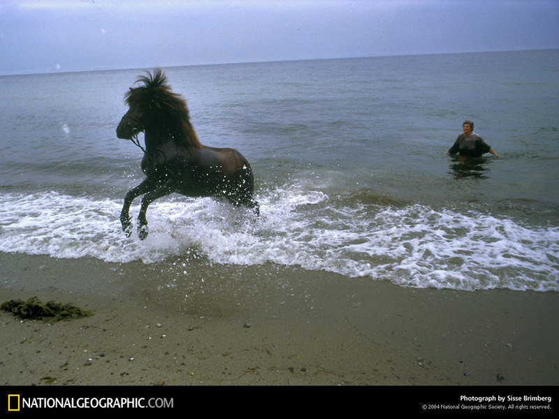 [National Geographic Wallpaper] Horse (아이스랜드의 말); DISPLAY FULL IMAGE.