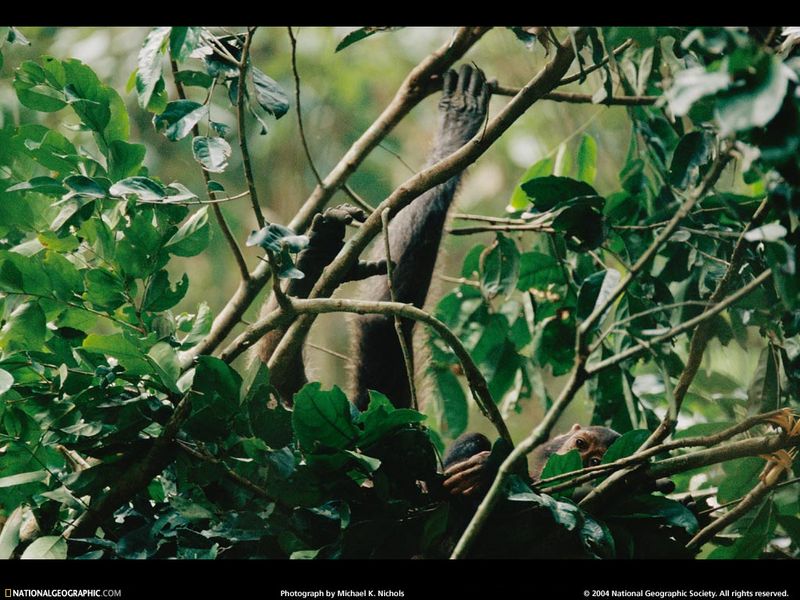 [National Geographic Wallpaper] Chimpanzee (침팬지); DISPLAY FULL IMAGE.
