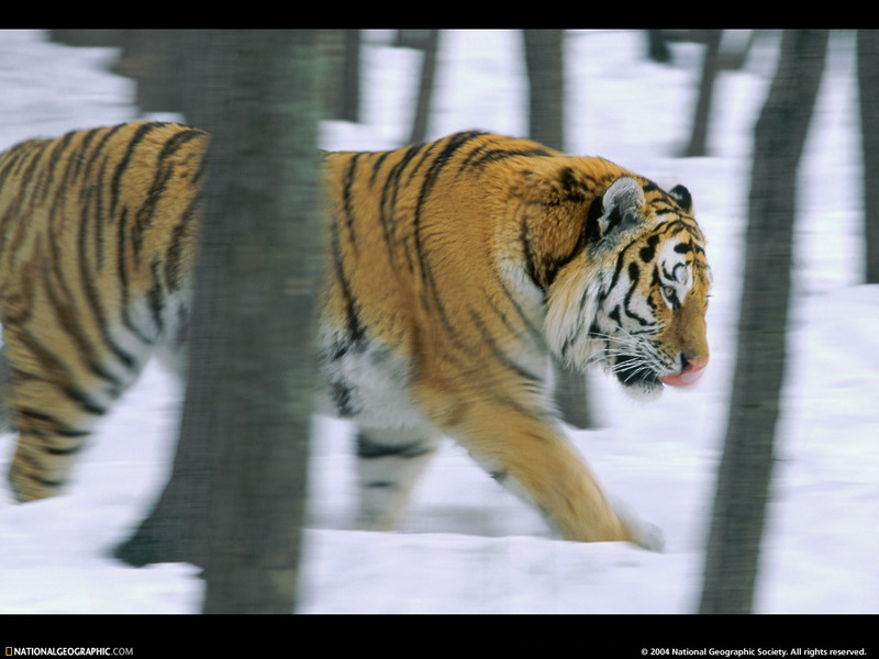 [National Geographic Wallpaper] Siberian Tiger (시베리아호랑이); DISPLAY FULL IMAGE.