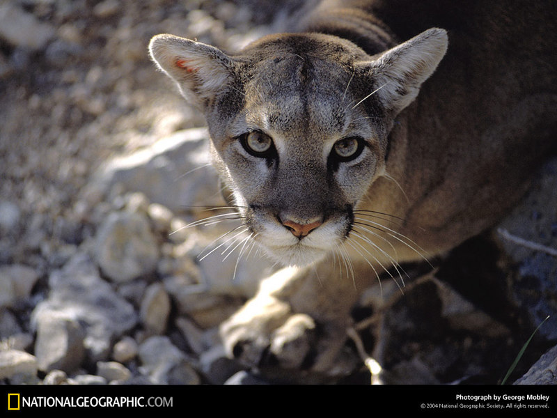 [National Geographic Wallpaper] Cougar (퓨마); DISPLAY FULL IMAGE.