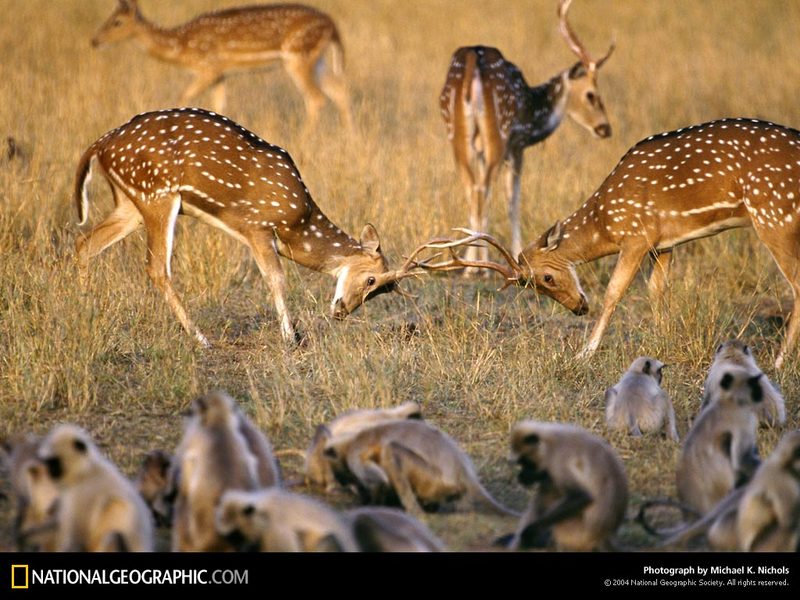 [National Geographic Wallpaper] Axis Deer or Chital - Axis axis (인도별사슴); DISPLAY FULL IMAGE.