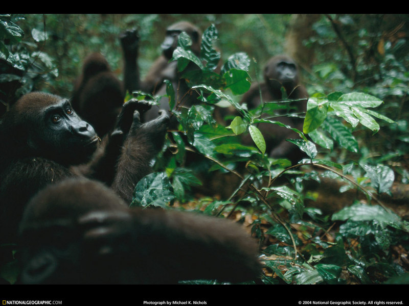 [National Geographic Wallpaper] Gorilla (어린 고릴라); DISPLAY FULL IMAGE.
