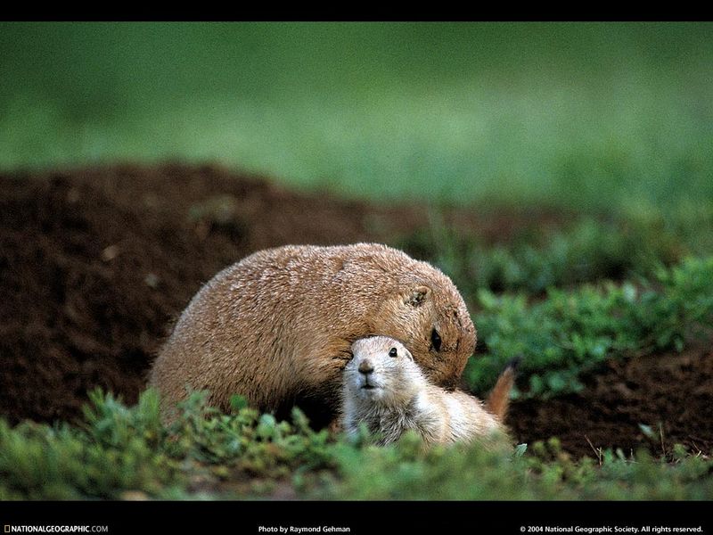 [National Geographic Wallpaper] Prairie Dog (개쥐); DISPLAY FULL IMAGE.
