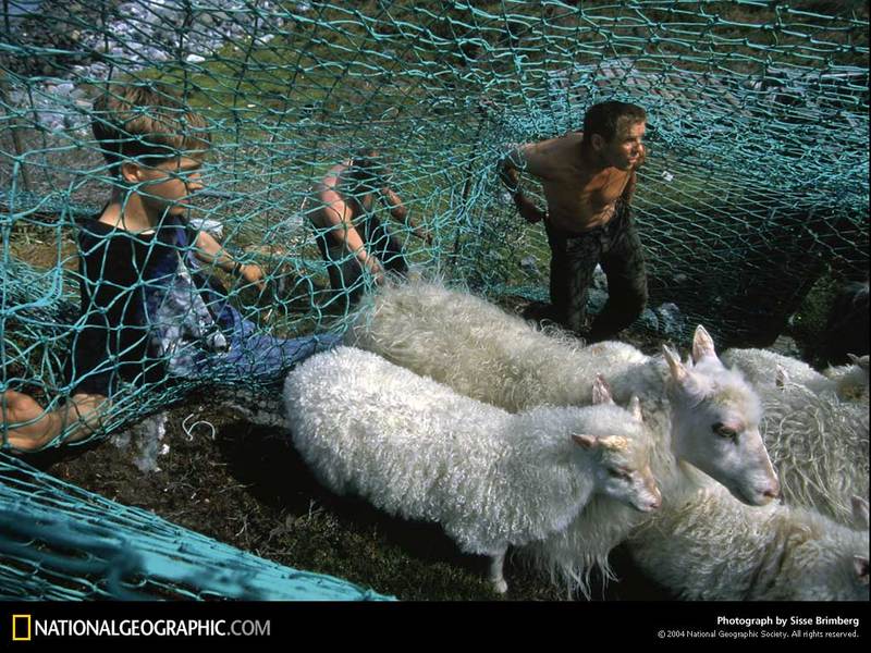 [National Geographic Wallpaper] Sheep (노르웨이의 양); DISPLAY FULL IMAGE.