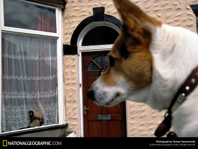 [National Geographic Wallpaper] Cat and Dog (고양이와 개); DISPLAY FULL IMAGE.