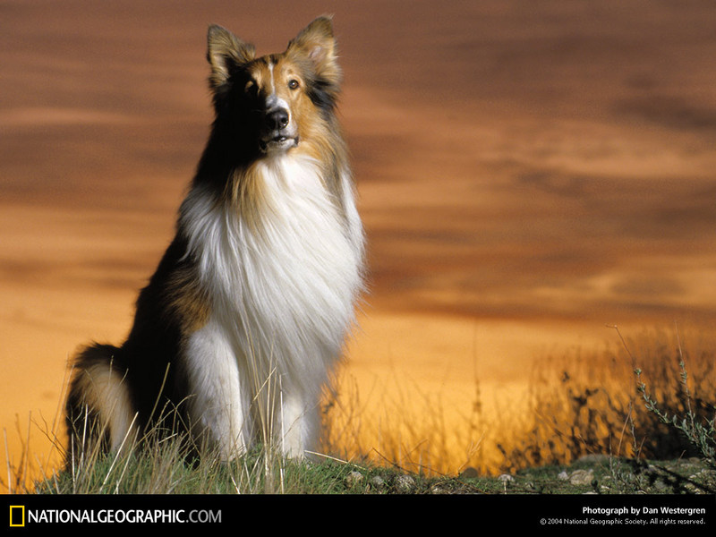 [National Geographic Wallpaper] Lassie, Shetland Sheepdog (래시, 셔틀랜드쉽독); DISPLAY FULL IMAGE.