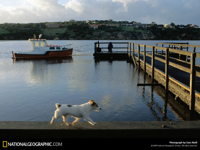 [National Geographic Wallpaper] Terrier dog (개, 테리어 품종); DISPLAY FULL IMAGE.