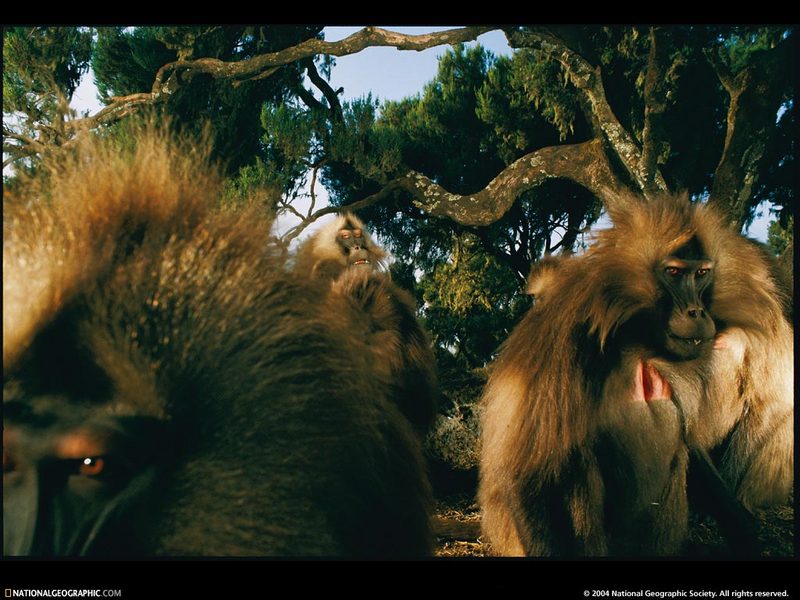 [National Geographic Wallpaper] Gelada Baboon (겔라다개코원숭이); DISPLAY FULL IMAGE.