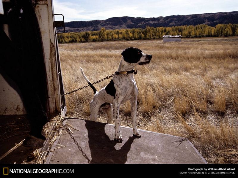 [National Geographic Wallpaper] Pointer dog (포인터 품종 사냥개); DISPLAY FULL IMAGE.